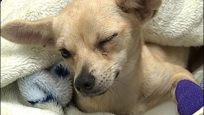 Tulsa Animal Rescue Uses Social Media To Raise Funds To