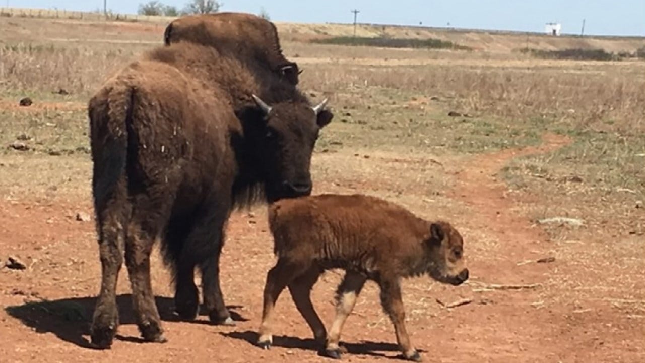 Bison Herd Being Auctioned By State Of Oklahoma