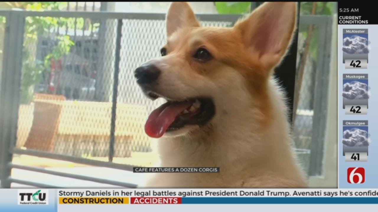 Get Coffee With A Corgi At A Bangkok Cafe Get Coffee With A Corgi At A Bangkok Cafe