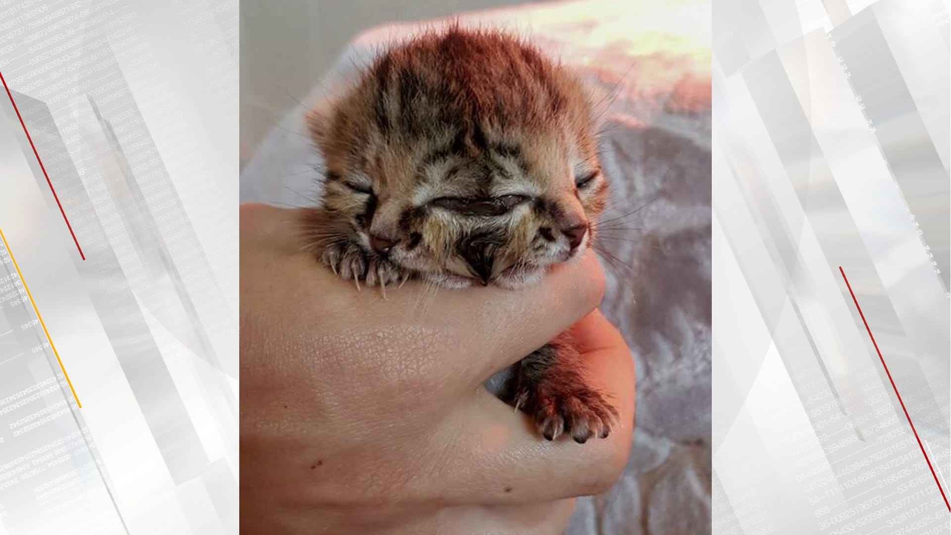Kitten Born With Rare Birth Defect Winning Hearts