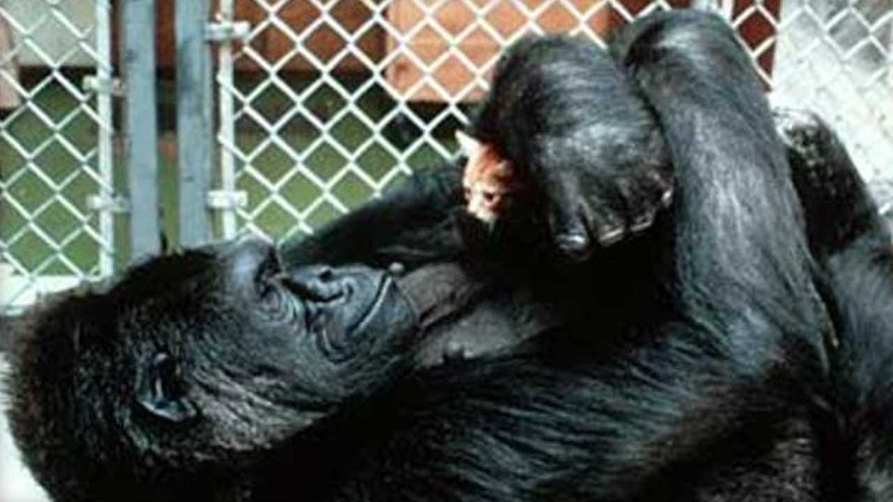 Koko, The Gorilla Who Mastered Sign Language, Dead At 46