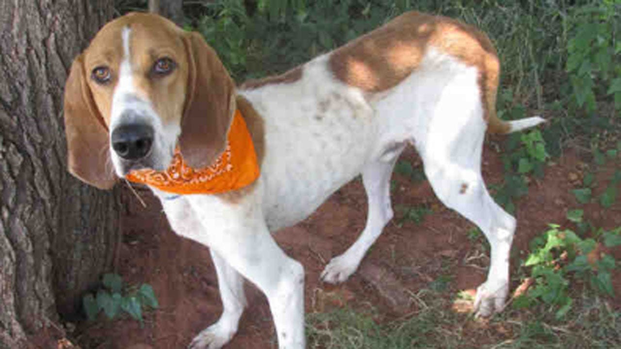 Celebrate Dogtober With Half Price Dog Adoptions This Month