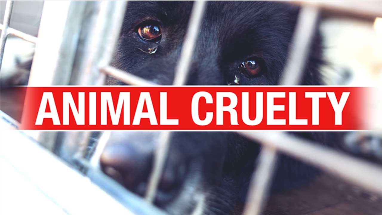 Congress Approves Bill Expanding Animal Cruelty Law, Heads To President